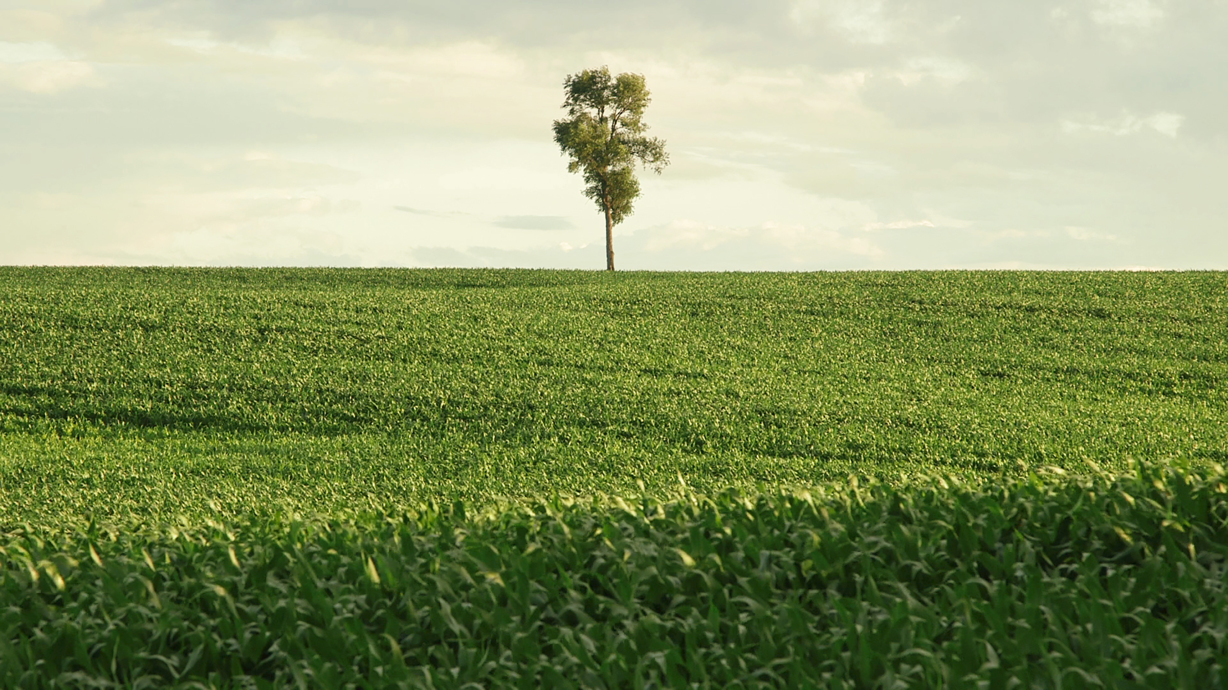 Lonely Tree